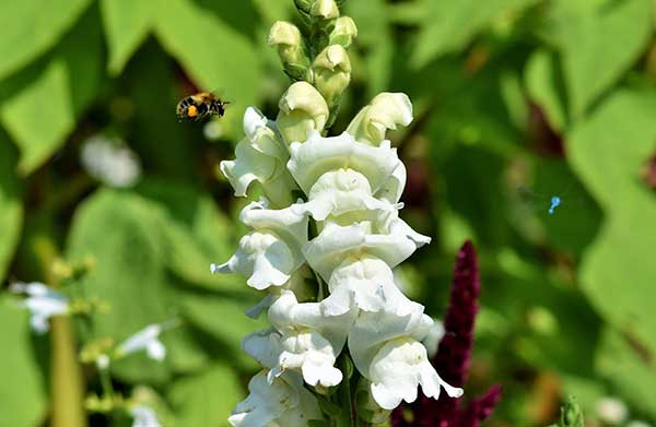 Snapdragon Flowers