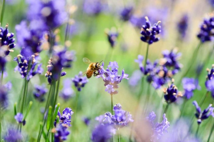 Pesticide that is bee-friendly