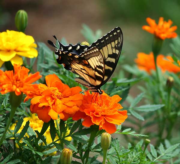 Marigold Flowers