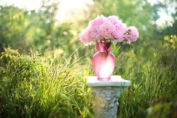 Harvesting Peonies