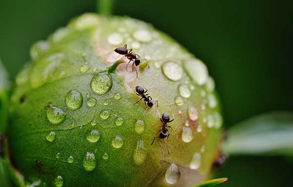 Ants love Peonies