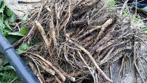 Dandelion Root from Harvest