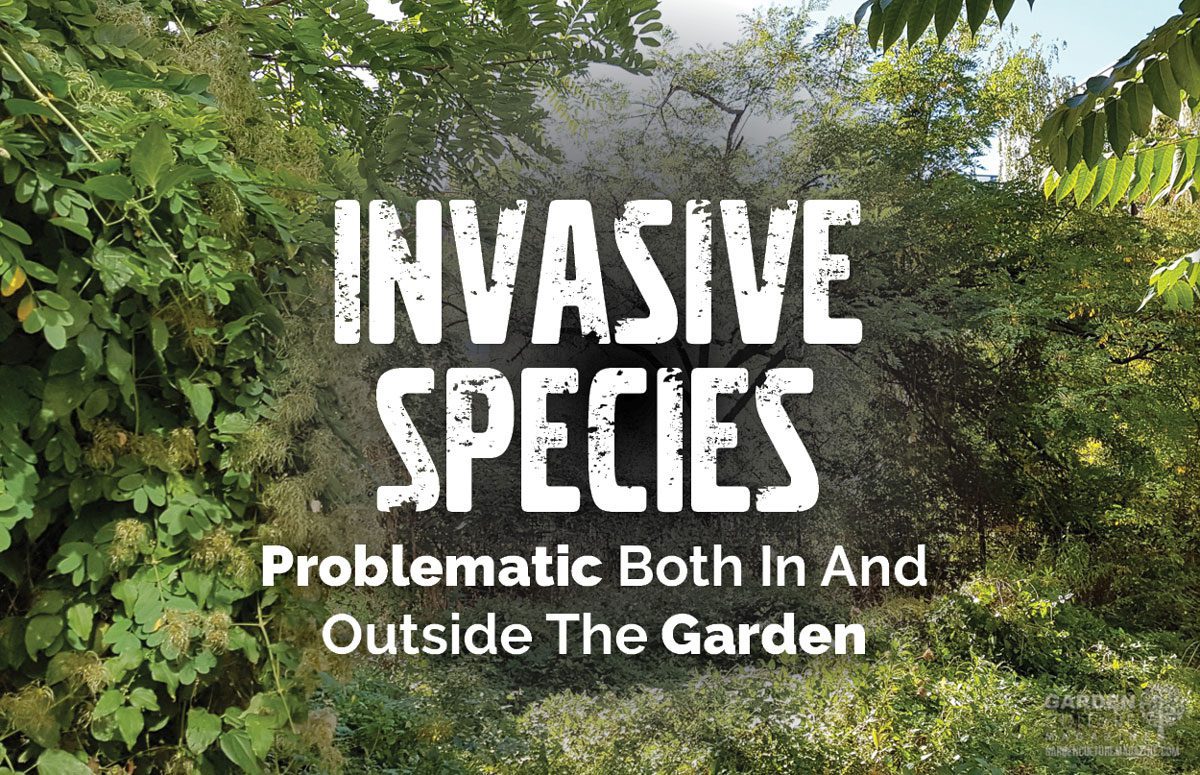 invasive-species-risking-survival-of-many-plants-and-animals-garden