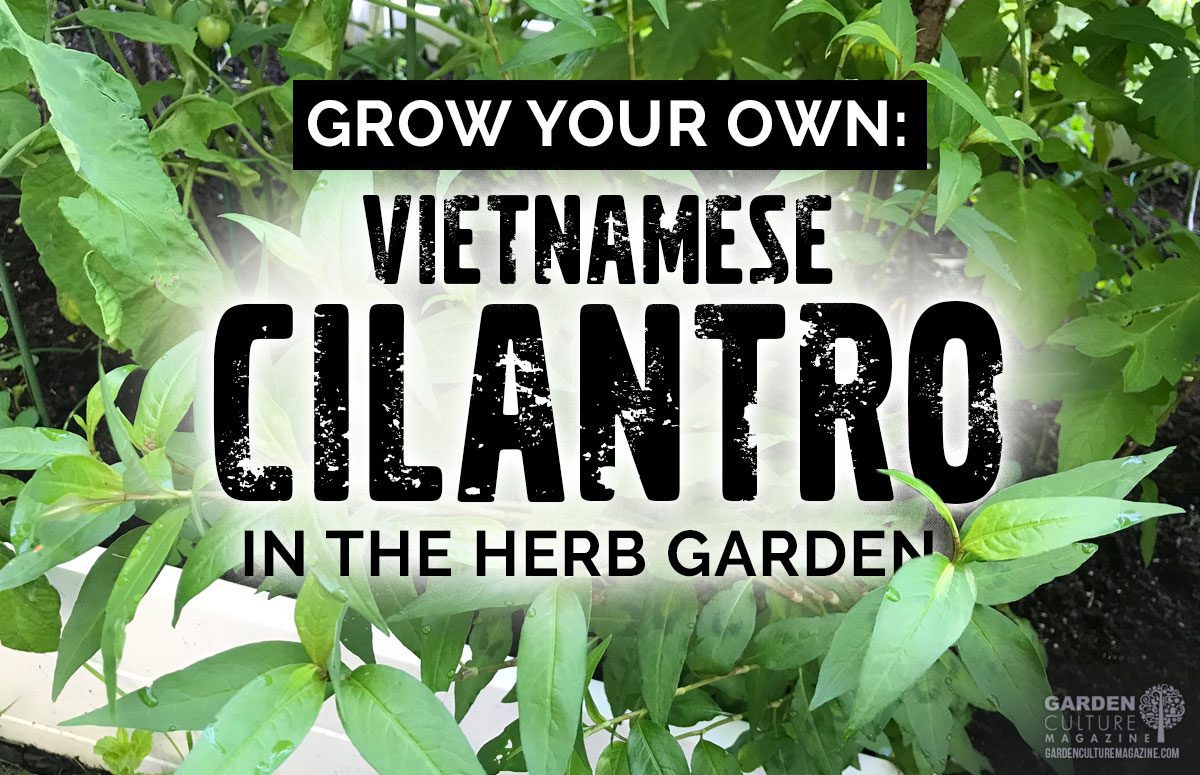 Vietnamese cilantro\