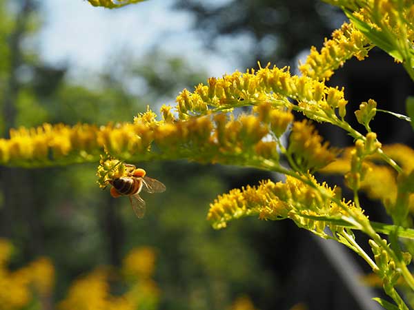 Bee on yellow flower
