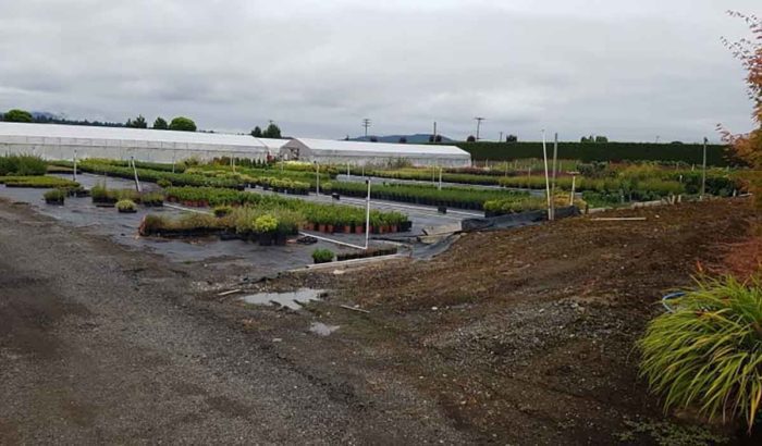 Phytophthora ramorum