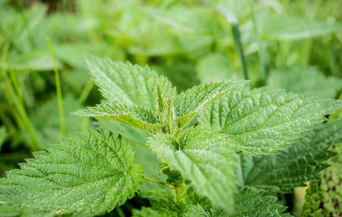 stinging nettle: medicinal weed
