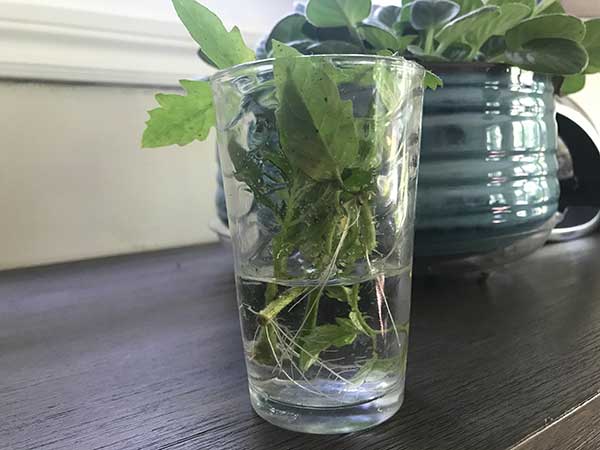 New roots from tomato suckers