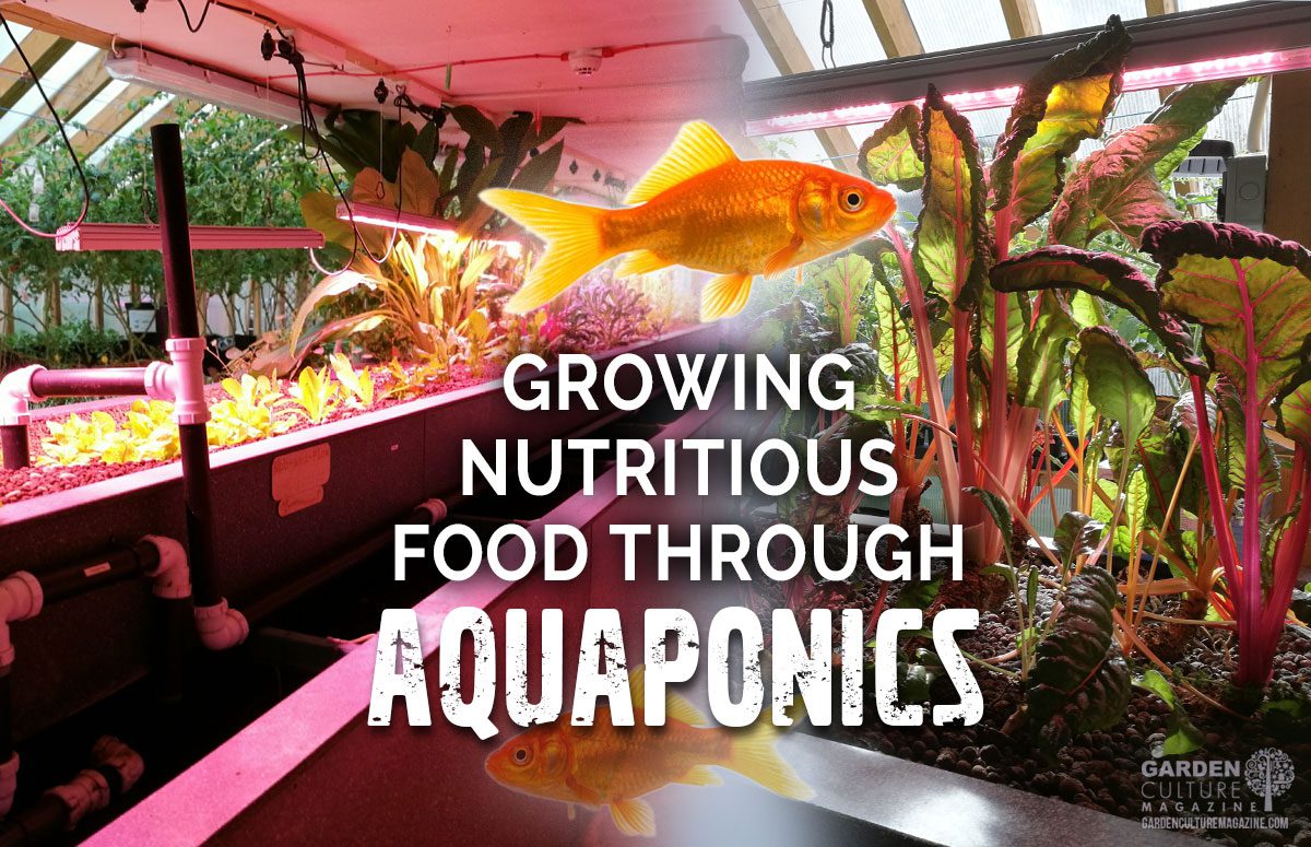 Grow food with aquaponics