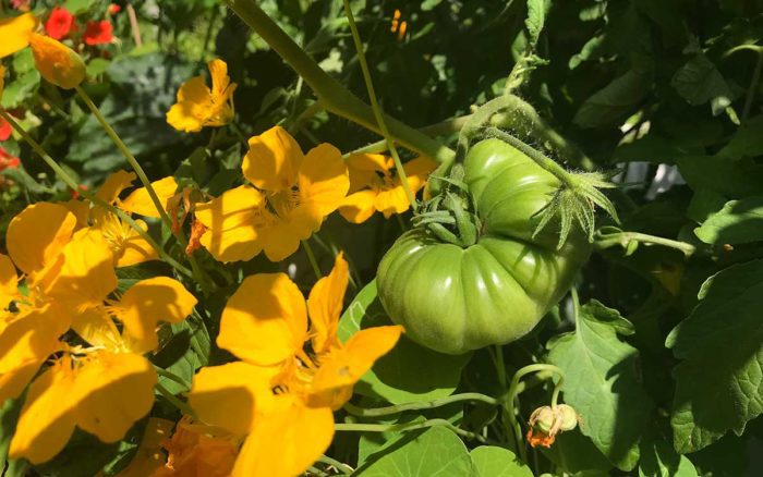 Unripe tomatoes on vine