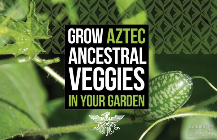 aztec veggies