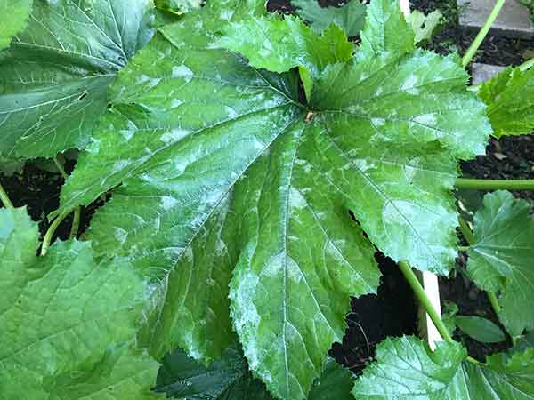 white spots on leaf