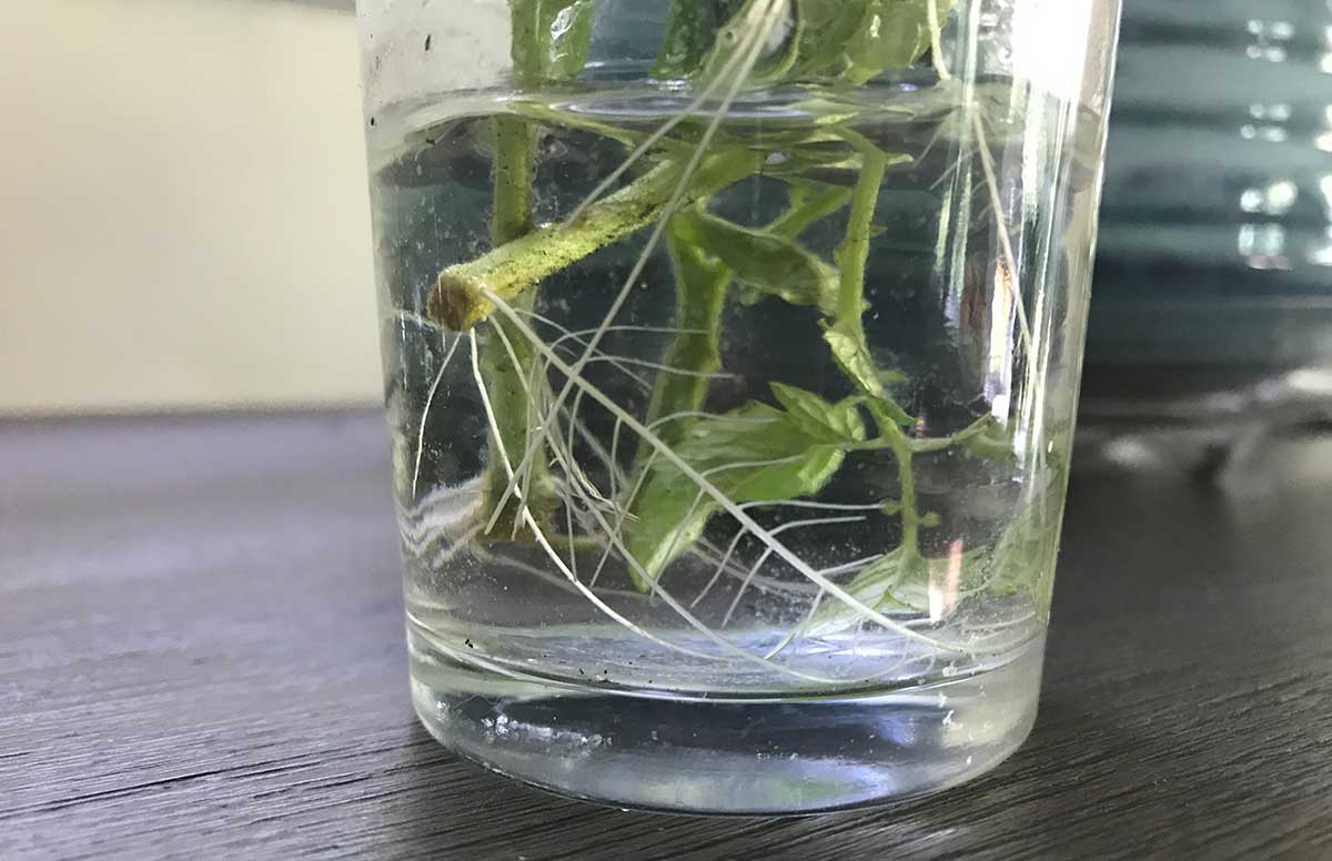 New roots from pruned suckers
