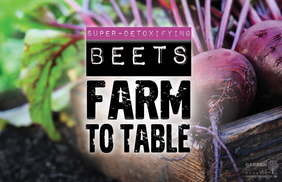 Farm to table: beets