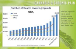 a practical comparison of CBD and THC