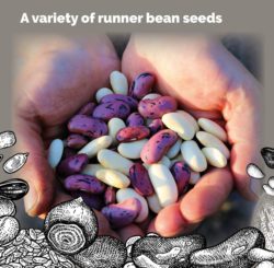 Seed Saving Part 1 The Lost Art Of Seed Saving Garden Culture Magazine