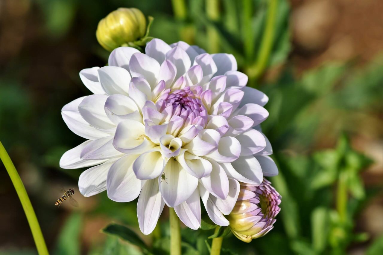 Featured Flower Dahlia Garden Culture Magazine