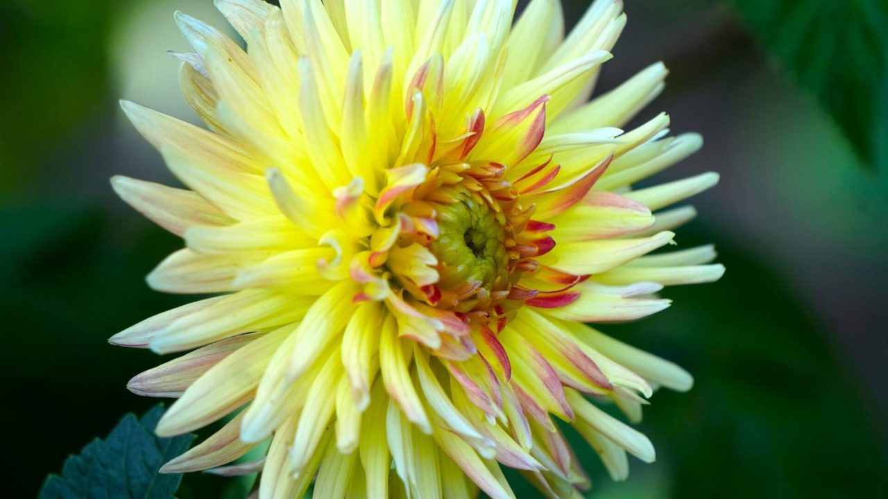 Featured Flower: Dahlia | Garden Culture Magazine