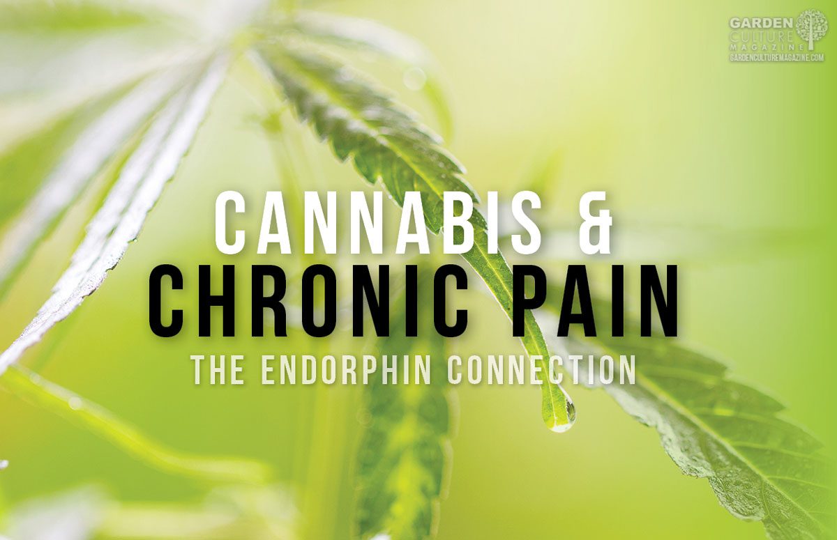 cannabis and chronic pain