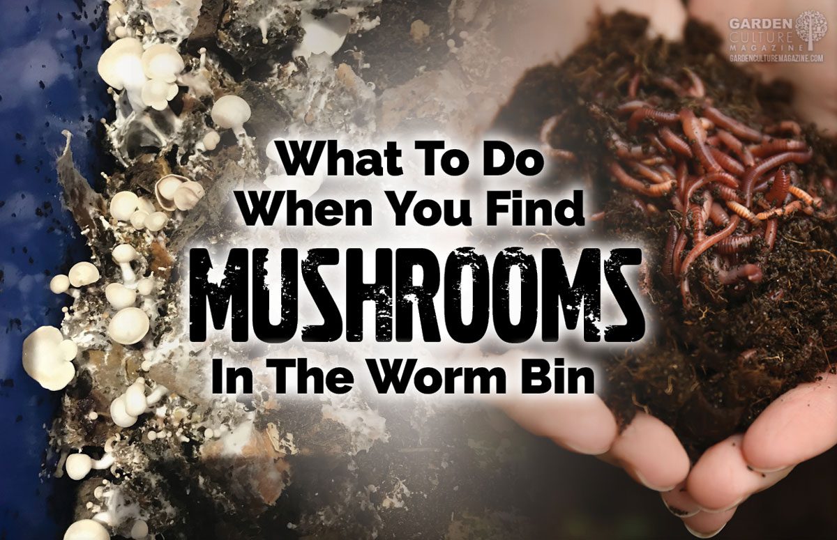 mushrooms growing in your vermicompost