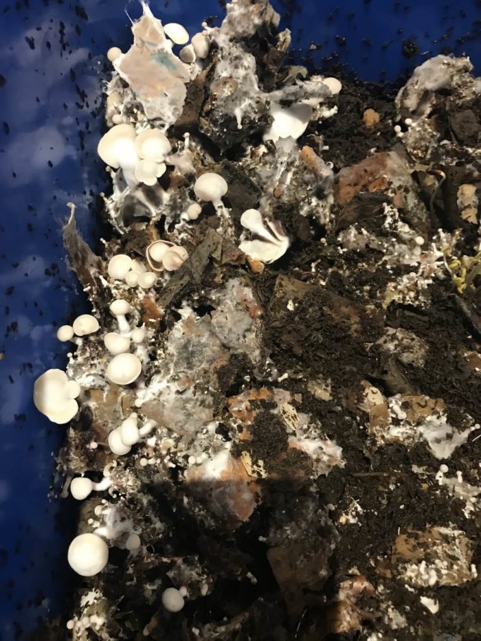 Vermicompost: Mushrooms In The Worm Bin | Garden Culture Magazine