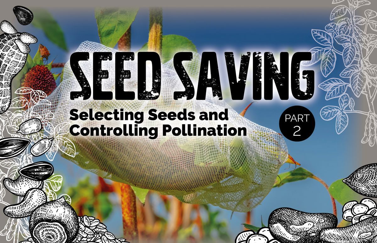 Seed Saving Part 2