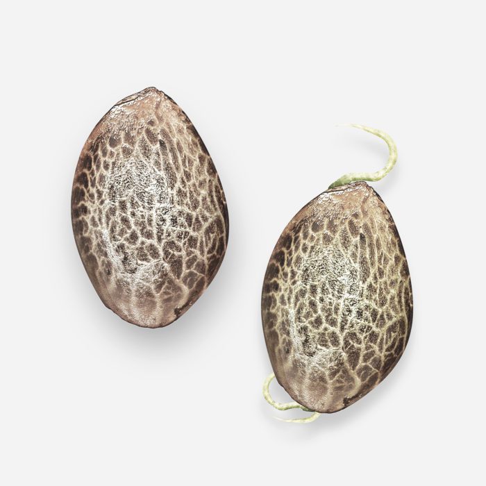 The Adventures Of Seed Priming Garden Culture Magazine