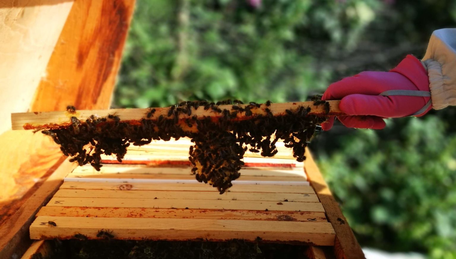 Beehaviors The Festooning Of Bees (Part 3) Garden Culture Magazine