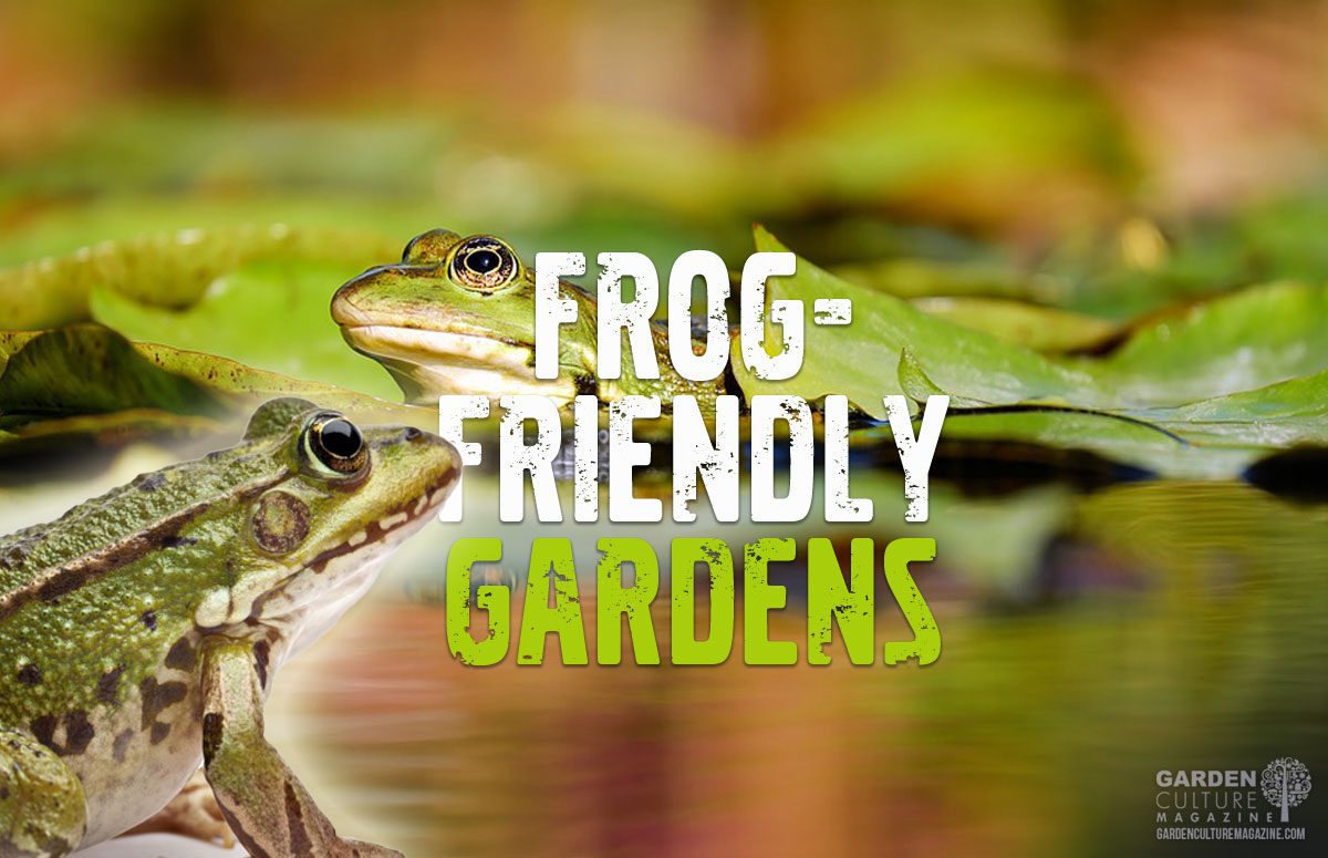 Frog Friendly Gardens