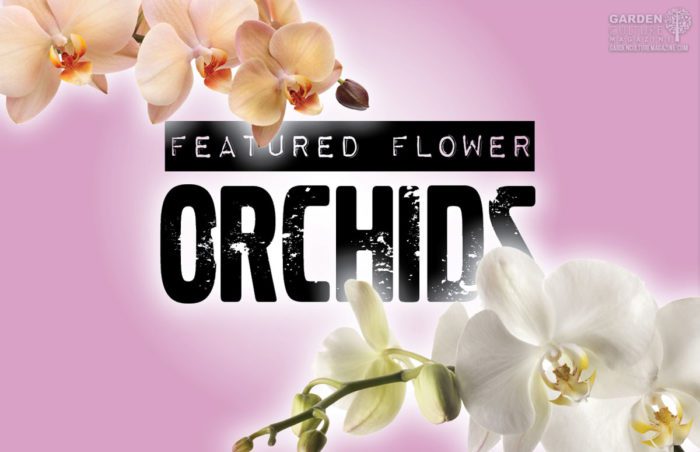 orchids