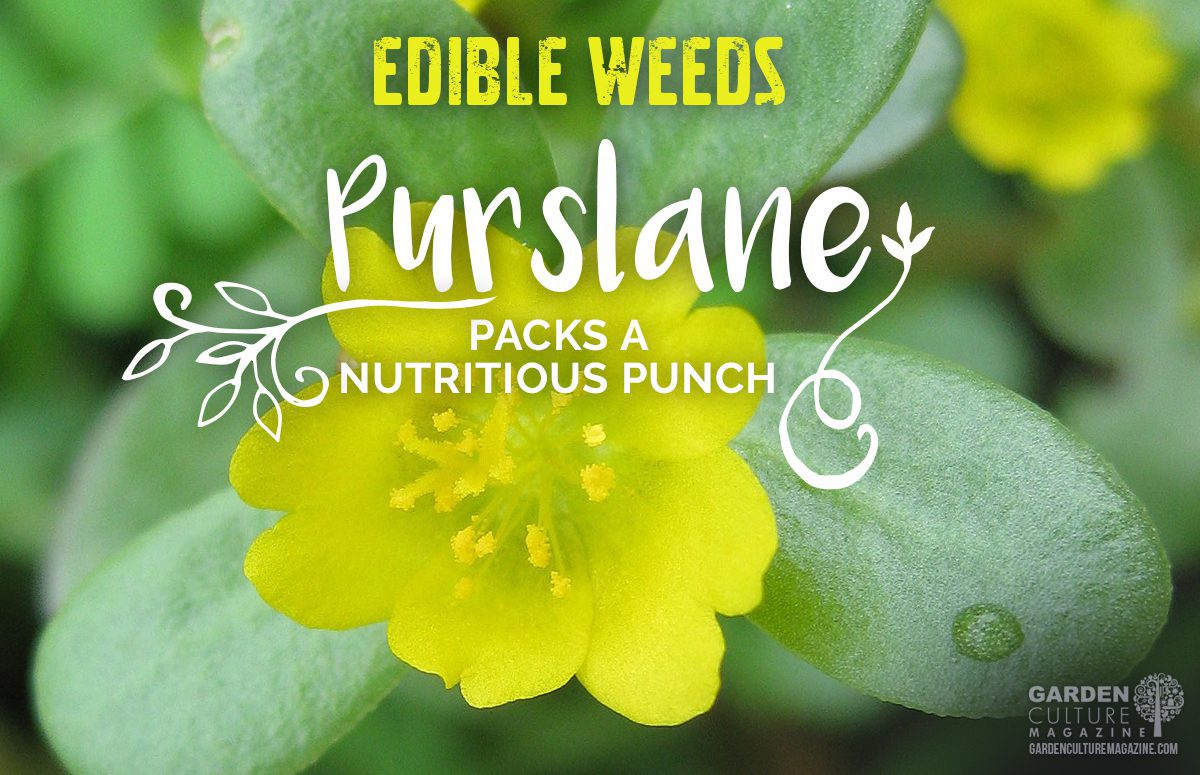 edible weeds