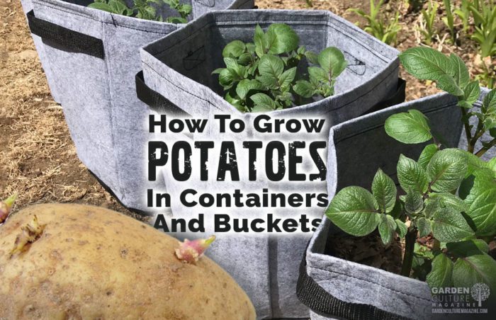 Grow your own potatoes