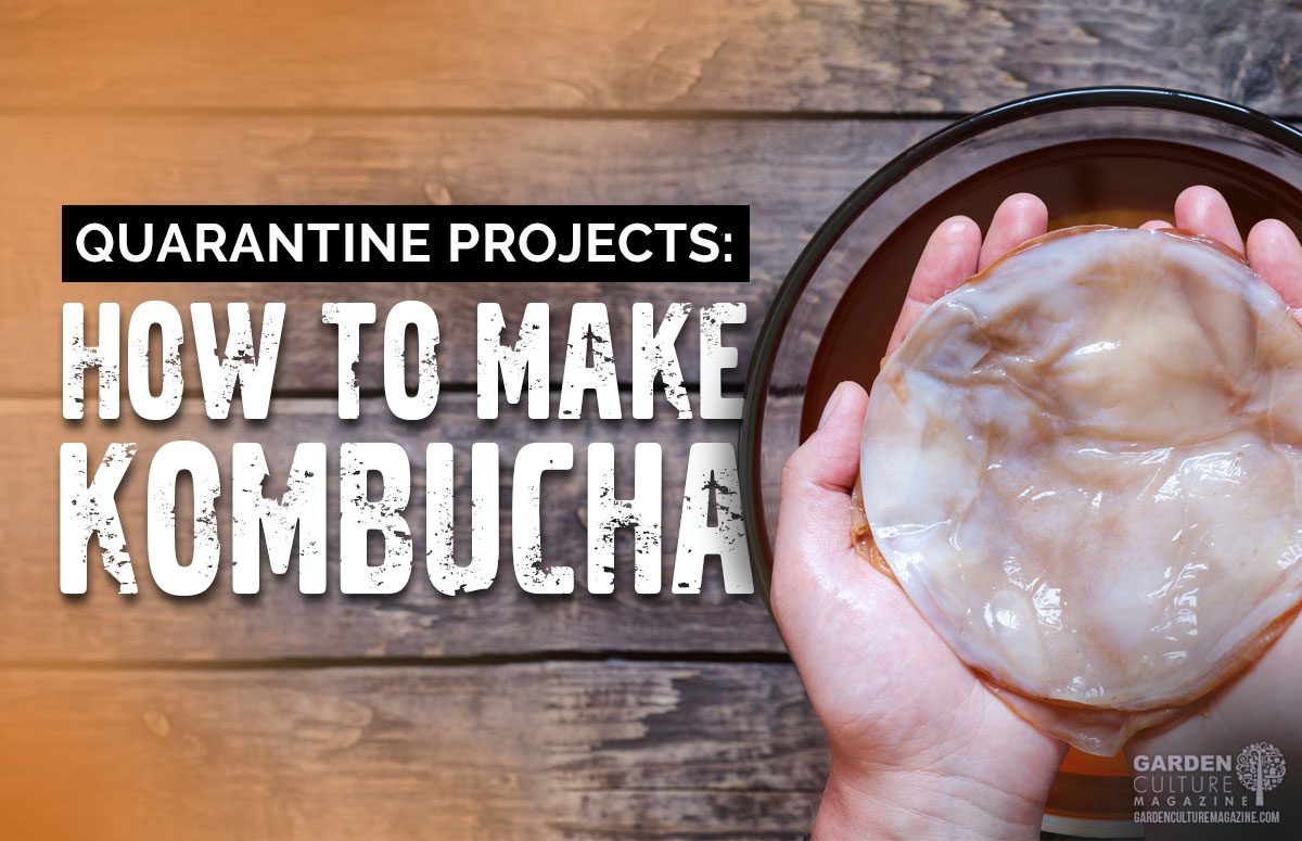 How to make your own kombucha