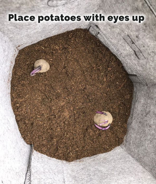 place potatoes in soil