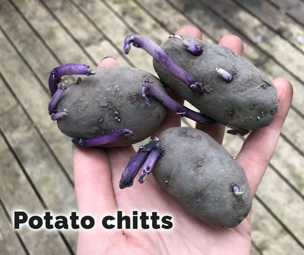 Potato chitts