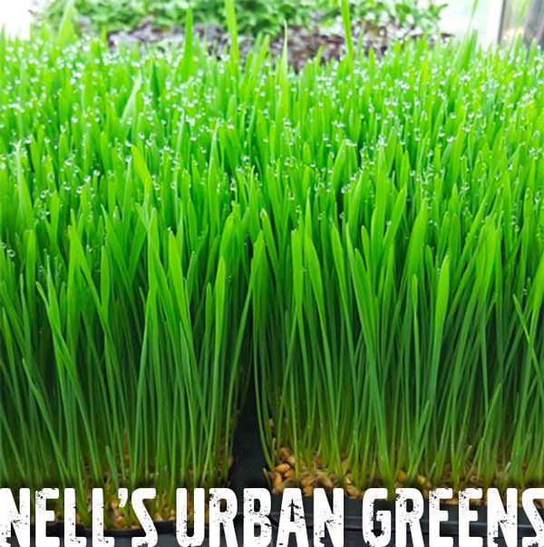 Nells Urban Greens