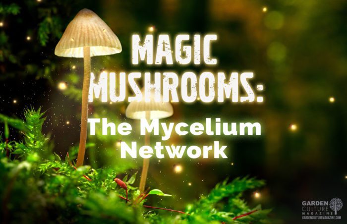 Magic Mushrooms