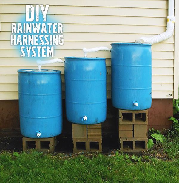 Build Your Own Rainwater Collecting System Garden Culture Magazine