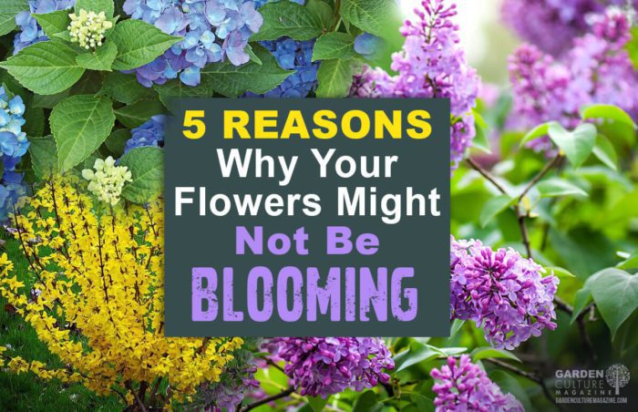 Reasons why your flowers are not blooming