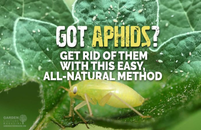 get rid of aphids