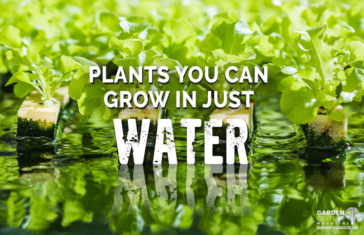 plants-you-can-grow-in-just-water-garden-culture-magazine