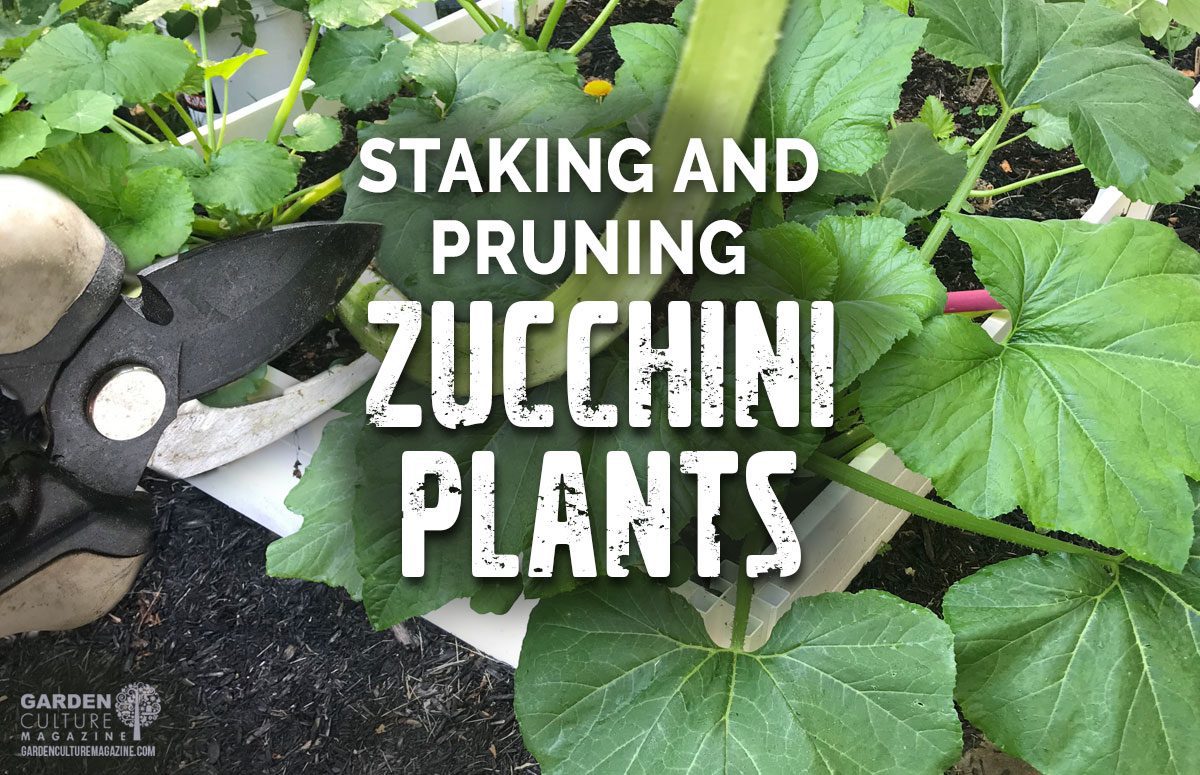 staking and pruning zucchini