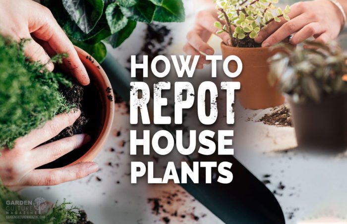 repotting houseplants
