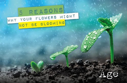 reasons for flowers not blooming