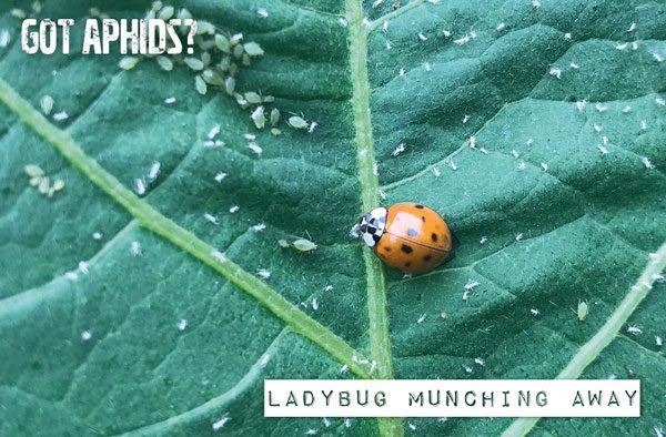 lady bugs munching on aphids