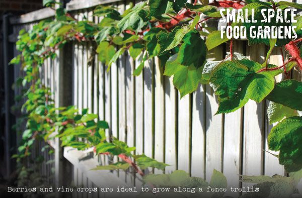 small space food gardens