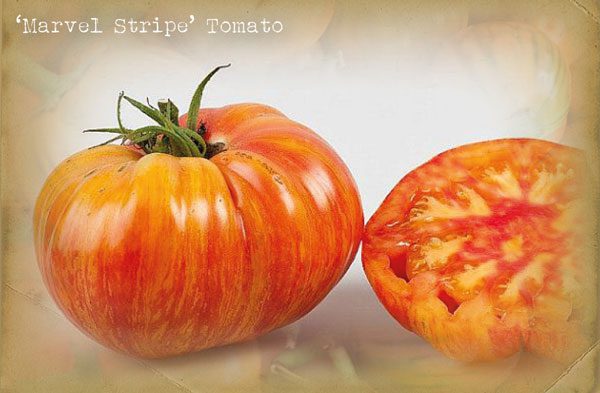 'Marvel Stripe' Tomato