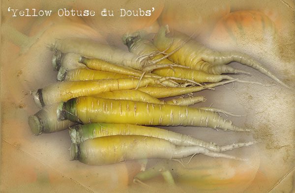 'Yellow Obtuse du Doubs' Carrot