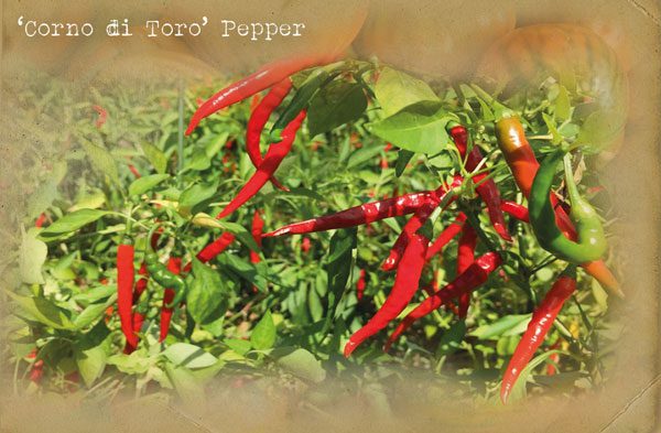'Corno di Toro' Pepper