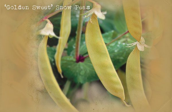 'Golden Sweet' Snow Peas